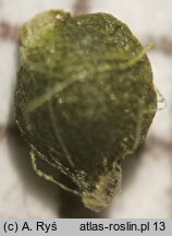 Potamogeton trichoides (rdestnica włosowata)
