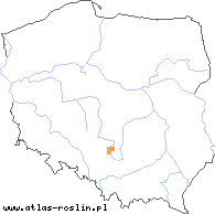 wystepowanie - Galium cracoviense (przytulia krakowska)