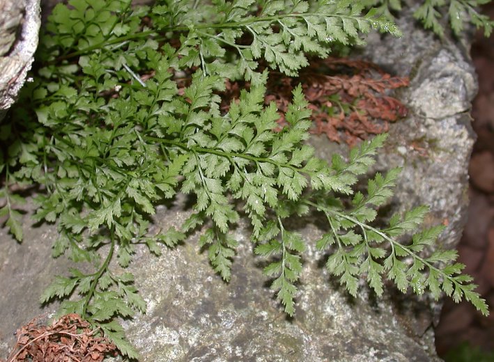 Asplenium cuneifolium f. cuneifolium