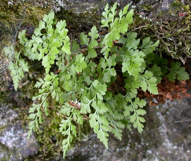 Asplenium cuneifolium f. genuinum