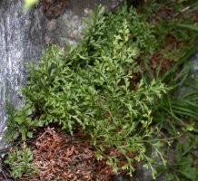Asplenium cuneifolium f. incistinum