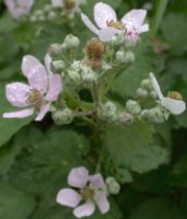 Rubus divaricatus (jeżyna połyskująca)