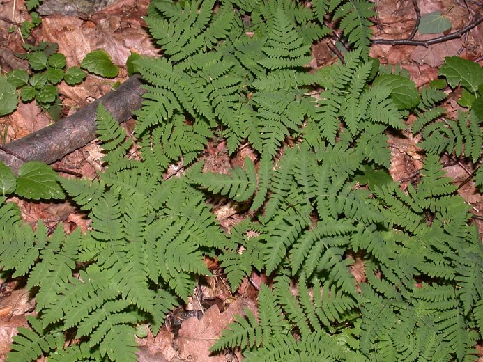 Gymnocarpium robertianum