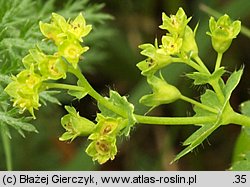 Alchemilla crinita (przywrotnik płytkoklapowy)
