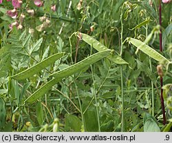 Lathyrus latifolius (groszek szerokolistny)