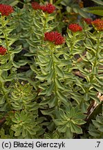 Rhodiola rosea (różeniec górski)