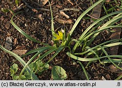 Gagea pratensis (złoć łąkowa)