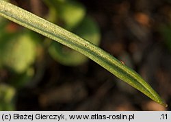 Gagea pratensis (złoć łąkowa)