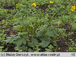 Ranunculus auricomus s.str. (jaskier różnolistny s.str.)