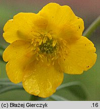 Ranunculus auricomus s.str. (jaskier różnolistny s.str.)