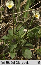 Viola arvensis (fiołek polny)