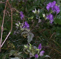 Aconitum lasiocarpum ssp. lasiocarpum