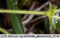 Alchemilla glaucescens (przywrotnik kosmaty)