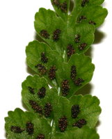 Asplenium viride (zanokcica zielona)