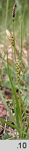 Carex hirta (turzyca owłosiona)