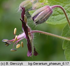 Geranium phaeum (bodziszek żałobny)