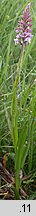 Gymnadenia conopsea ssp. densiflora (gółka długoostrogowa gęstokwiatowa)