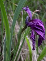 Iris aphylla