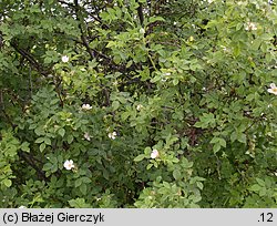 Rosa agrestis var. schulzei (róża rolna odm. Schulza)