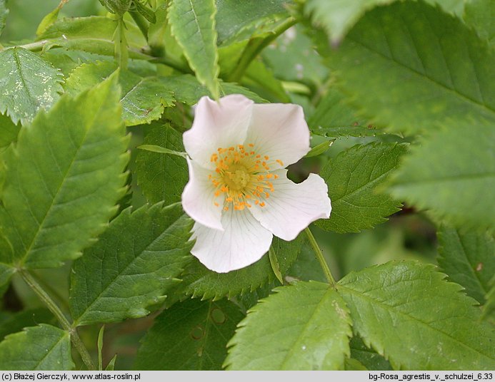 Rosa agrestis var. schulzei (róża rolna odm. Schulza)