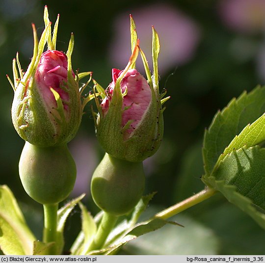 Rosa canina f. inermis (róża dzika forma bezcierniowa)