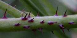 Rubus xpseudidaeus