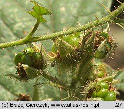 Rubus lusaticus (jeżyna łużycka)