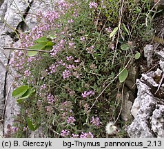 Thymus kosteleckyanus (macierzanka pannońska)