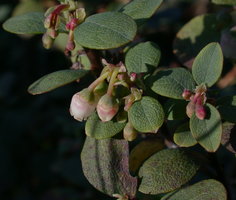 Vaccinium uliginosum (borówka bagienna)