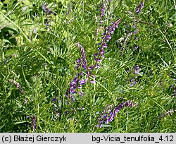 Vicia tenuifolia (wyka długożagielkowa)