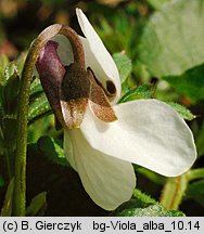 Viola alba (fiołek biały)