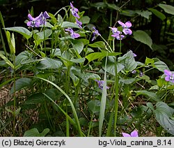 Viola canina (fiołek psi)