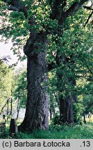 Acer pseudoplatanus (klon jawor)