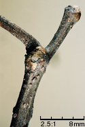 Robinia pseudoacacia (robinia akacjowa)