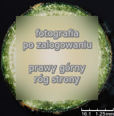 Padus avium (czeremcha zwyczajna)