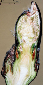 Sorbus aucuparia (jarząb pospolity)