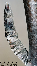 Sorbus aucuparia (jarząb pospolity)