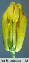 Brassica napus ssp. napus (kapusta rzepak typowa)