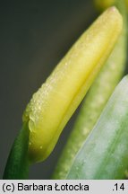 Brassica napus ssp. napus (kapusta rzepak typowa)
