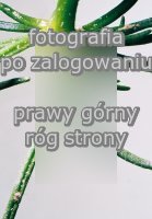 Spergula arvensis (sporek polny)