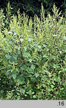 Cyclachaena xanthiifolia (iwa rzepieniolistna)