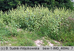 Cyclachaena xanthiifolia (iwa rzepieniolistna)