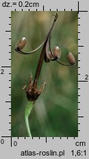Geranium palustre (bodziszek błotny)