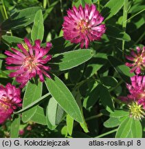 Trifolium alpestre (koniczyna dwukłosowa)