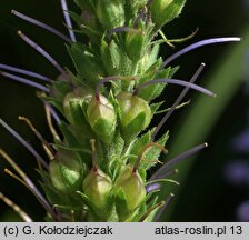 Veronica longifolia ssp. maritimum (przetacznik długolistny)