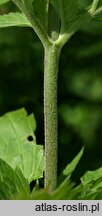 Veronica longifolia ssp. maritimum (przetacznik długolistny)