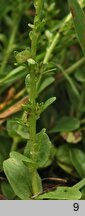 Veronica serpyllifolia (przetacznik macierzankowy)