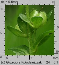 Veronica serpyllifolia (przetacznik macierzankowy)