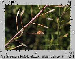Capsella bursa-pastoris (tasznik pospolity)