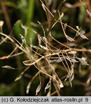 Capsella bursa-pastoris (tasznik pospolity)